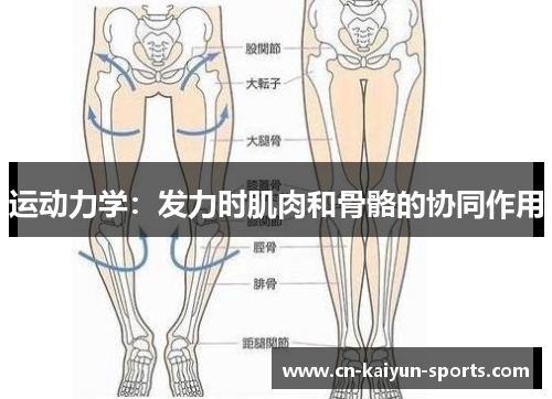 运动力学：发力时肌肉和骨骼的协同作用